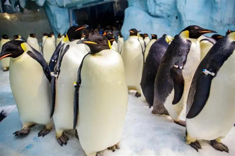 来一场说走就走的旅行珠海长隆,广东长隆及珠海长隆旅游攻略