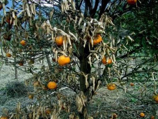 橘子被霜冻伤之后怎么修剪,橘子受冻怎么办