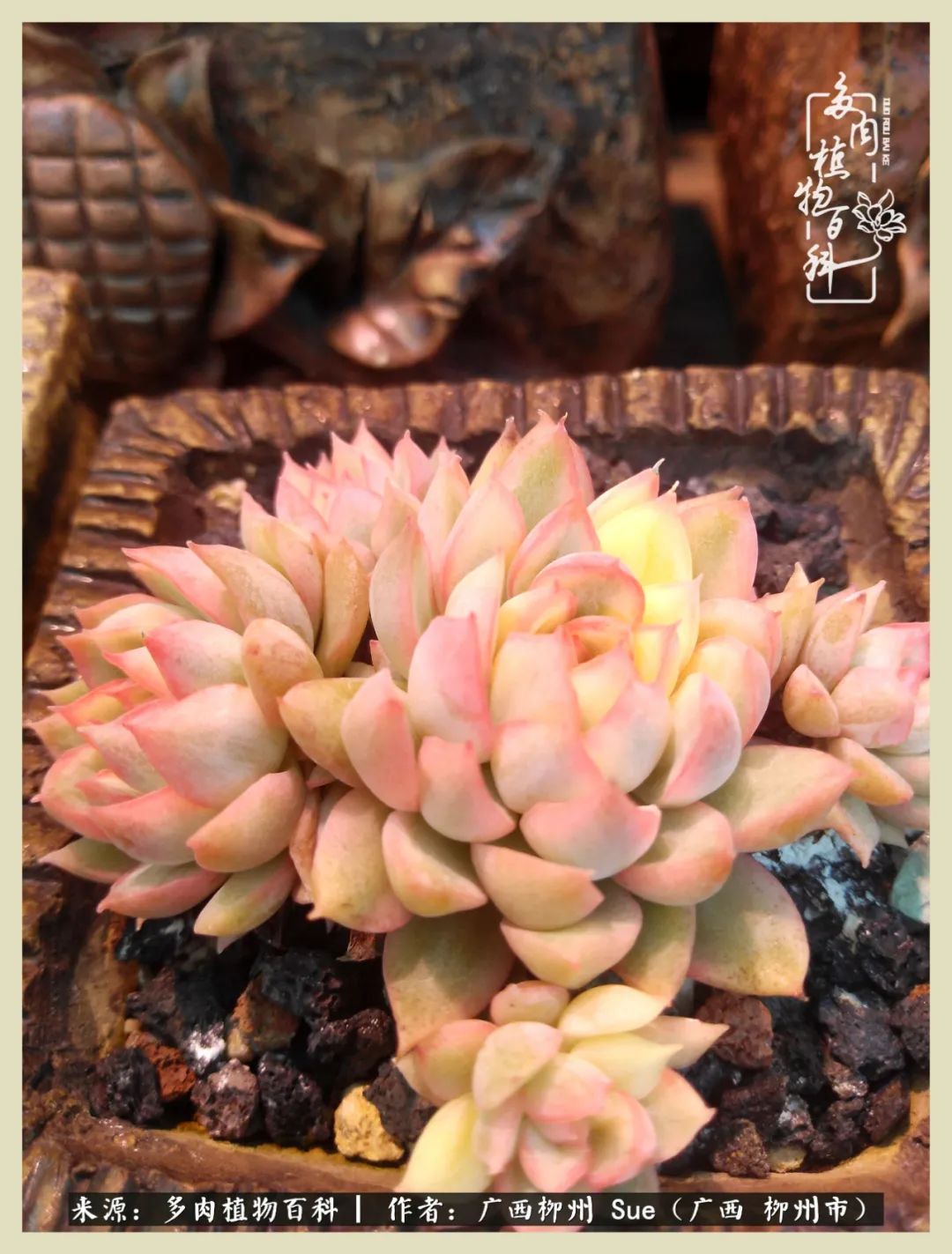 艳阳高照凉爽贵州,我要勤快地捕捉美好!(二)