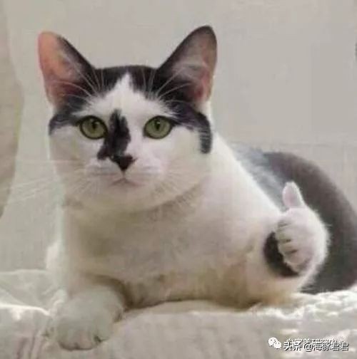 北京小公主靠吸猫血成百万大V，直播整容、大照骗、2年养死3只猫