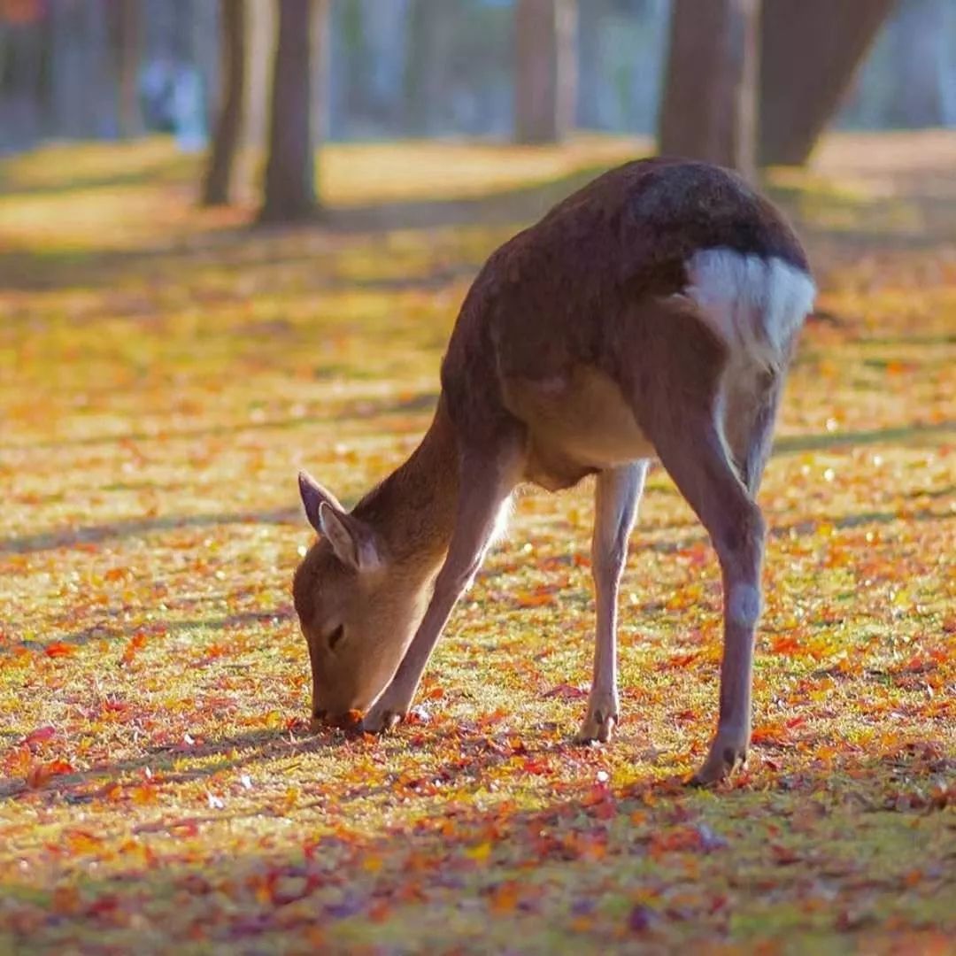 支付宝好医保长期医疗升级版,支付宝好医保长期医疗400万靠谱吗