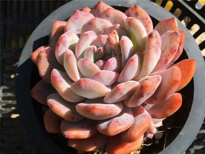 100种常见多肉的养法图片大全,60种好度夏的多肉植物