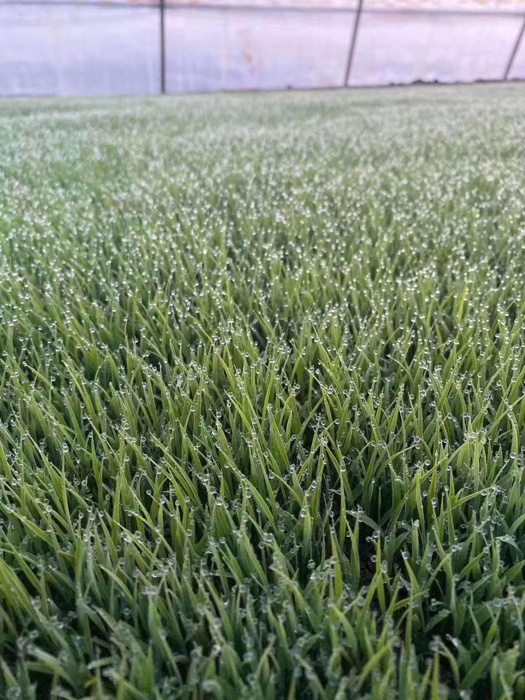 水稻秧苗红叶怎么办,水稻早期红叶病怎么回事