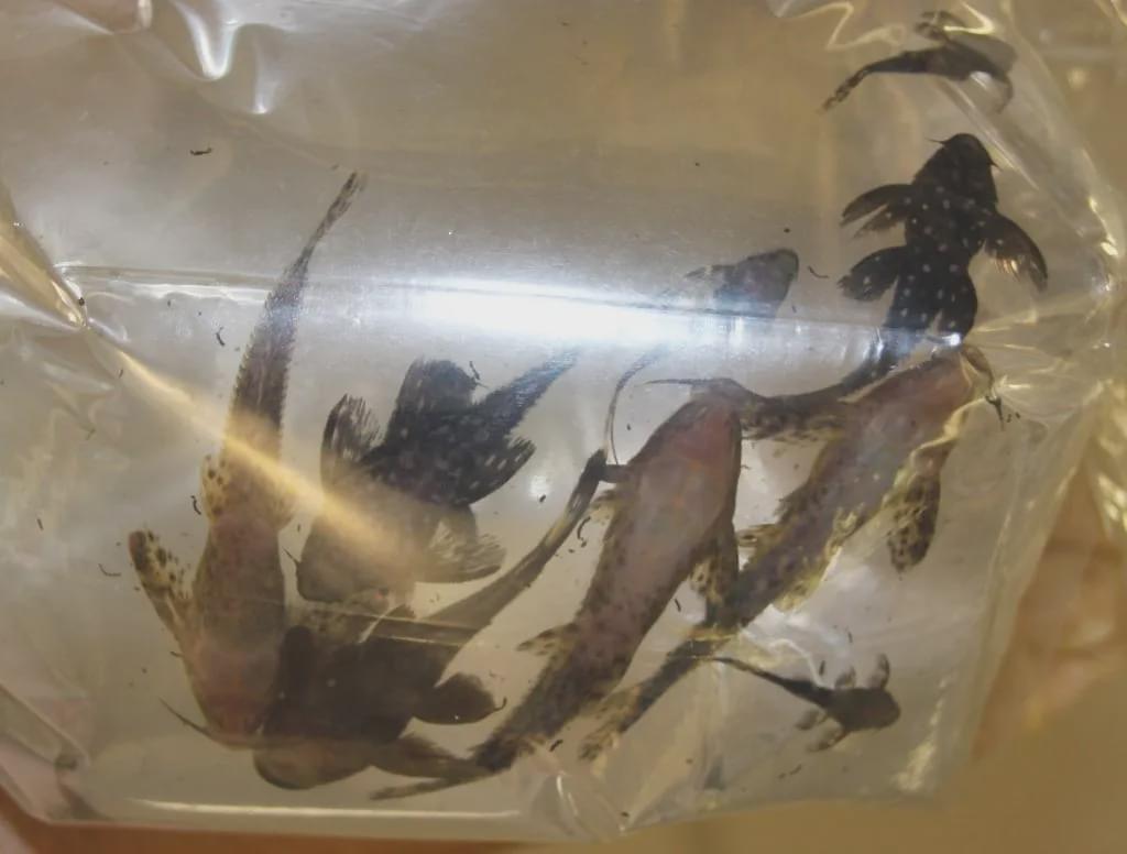 澳洲最新入境新规定官宣,澳洲入境被遣返流程