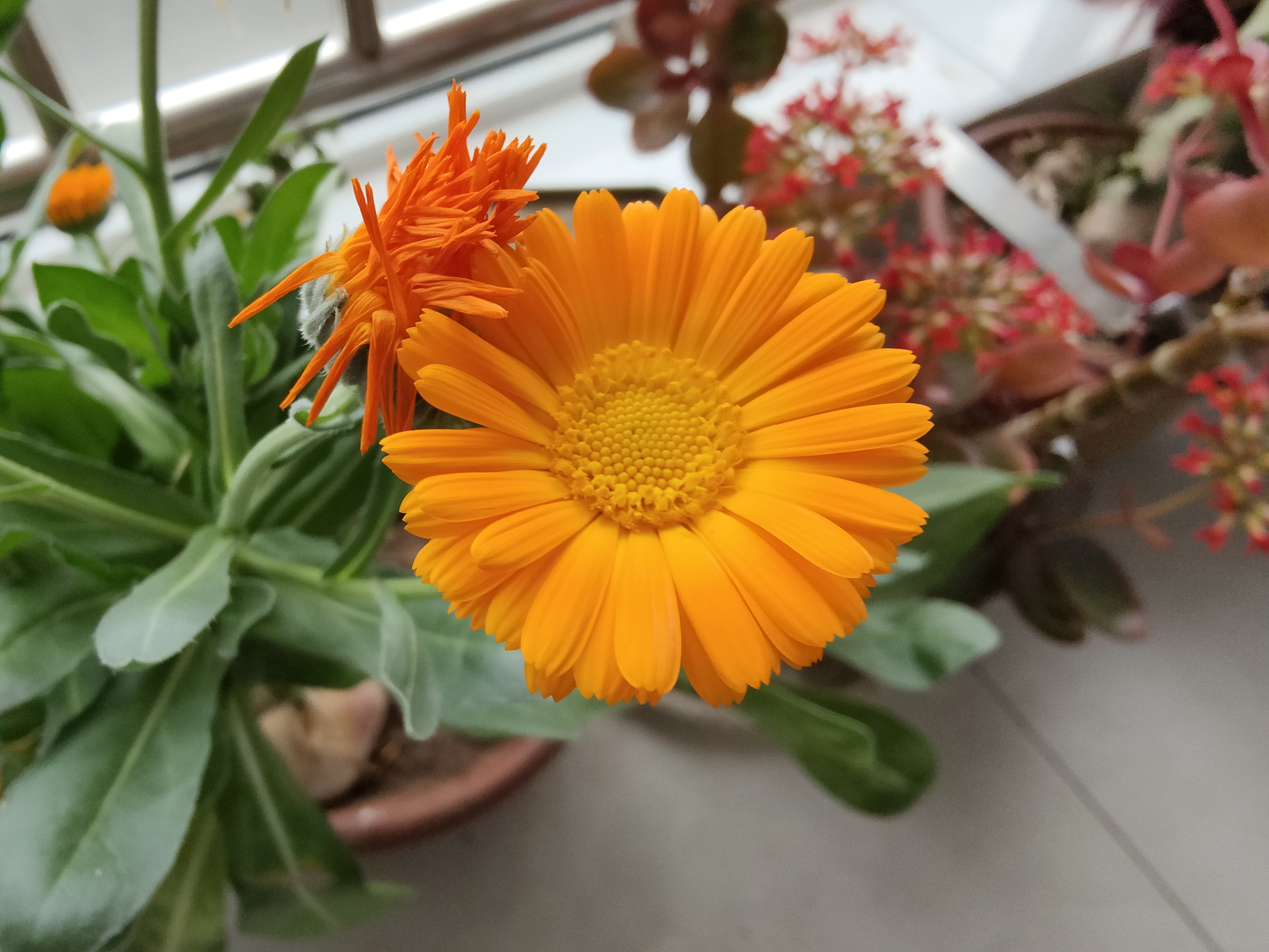 oppofindx3和oppofindx3pro,oppofindx3预购礼盒