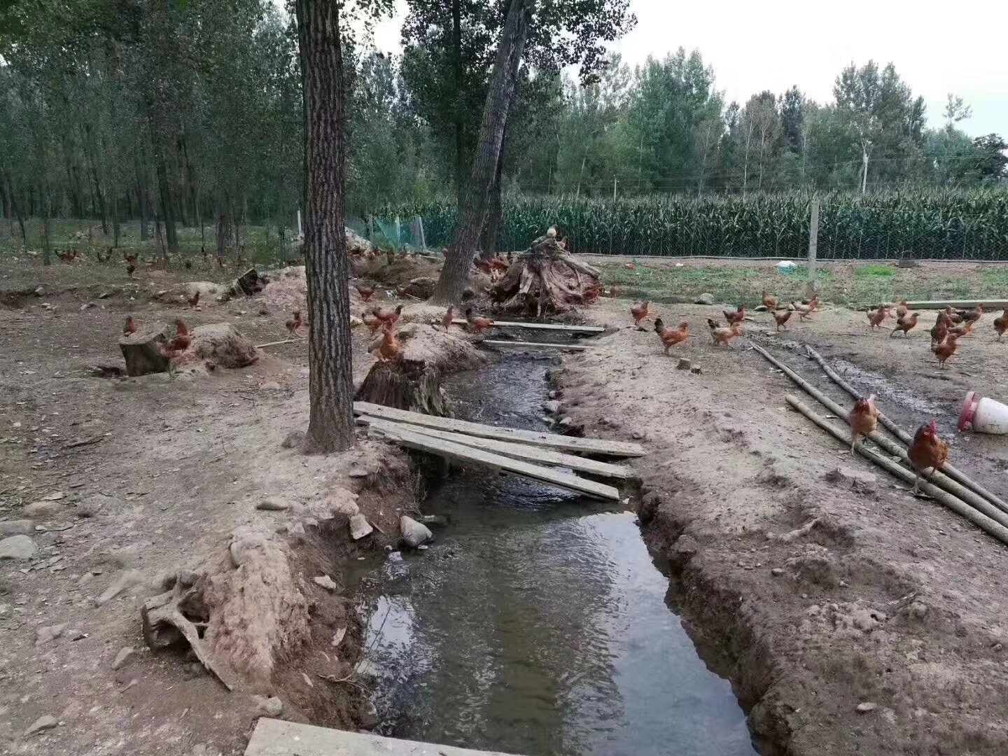 鸡痘的症状及防治方法,鸡痘的最好预防方法