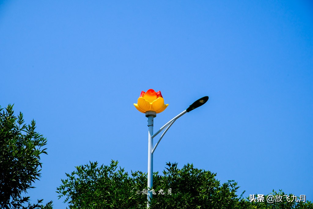 北京哪里有薰衣草花海景点,北京附近的六环外薰衣草花海