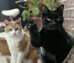 猫咪晚上睡觉太闹腾怎么办,猫咪晚上不睡觉一直闹腾怎么办