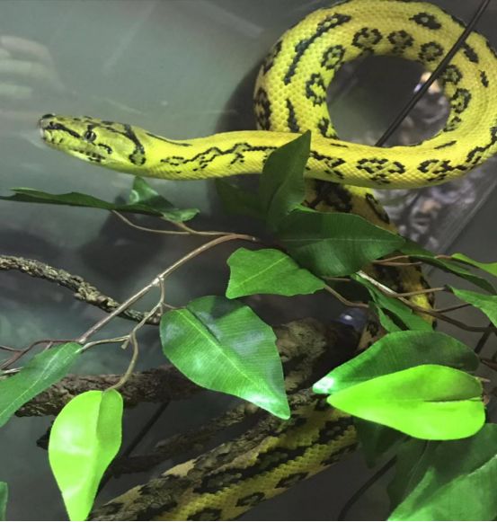 来自树梢上的艳丽-地毯蟒