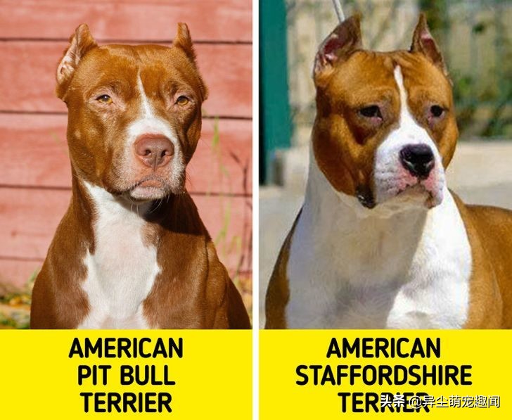 五大最难养的狗第三名金毛犬,金毛是最常见的狗狗种类