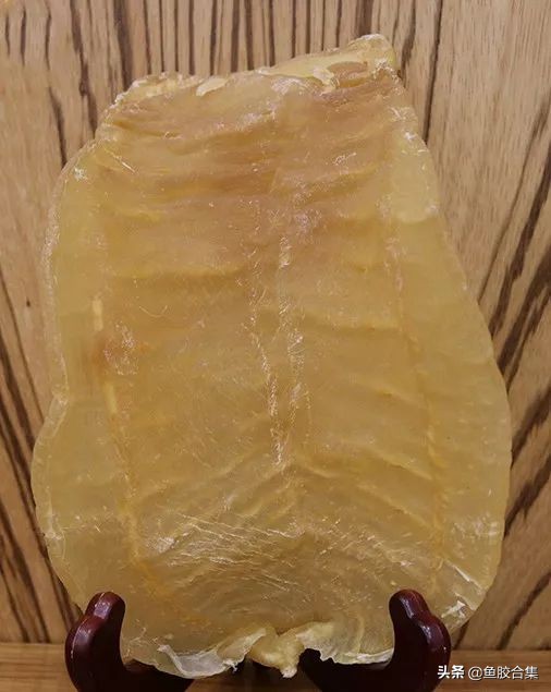 赤嘴鮸鱼鱼胶,赤嘴鳘鱼胶是什么