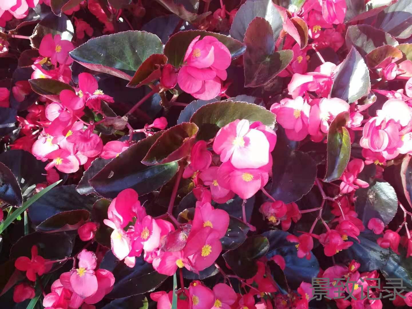 美丽的重庆南山植物园游玩记录,大足南山植物园有哪些植物