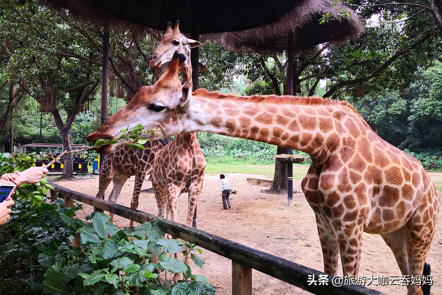 去广州长隆带孩子玩哪个景区,长隆旅游攻略现在开放吗