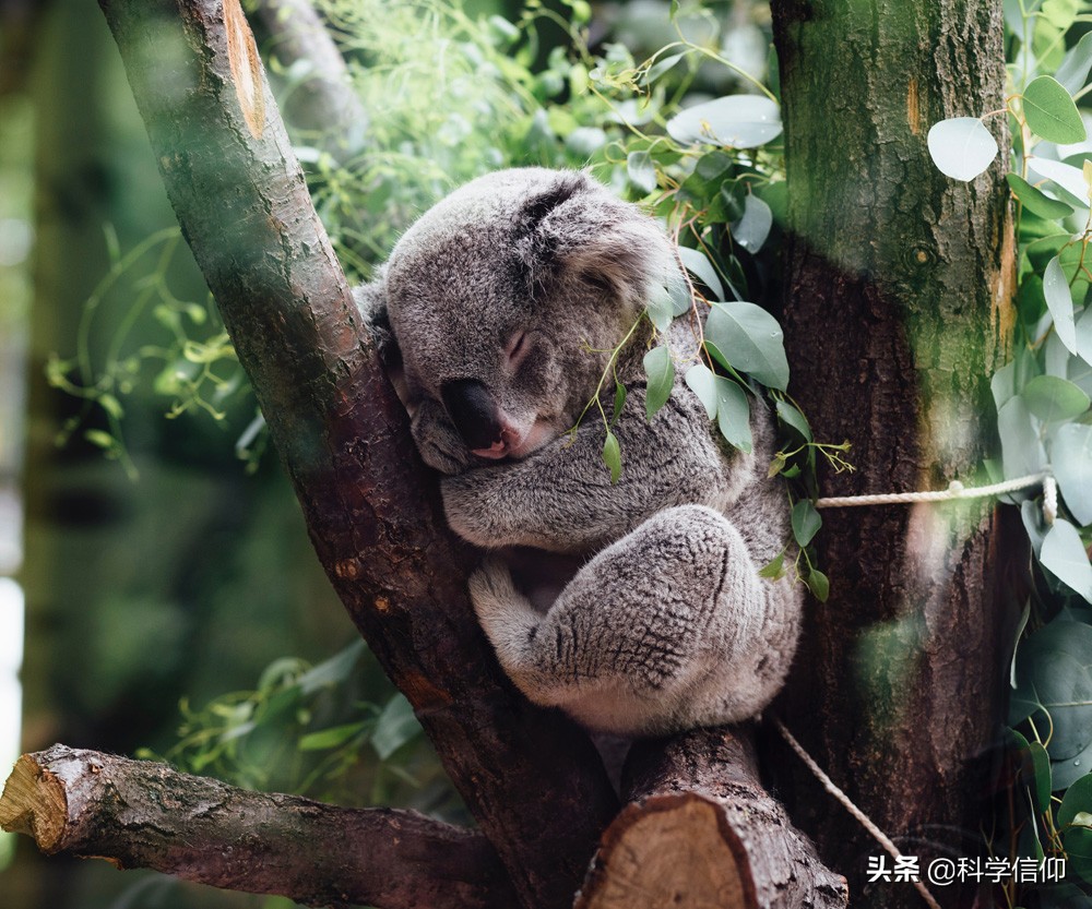 澳洲的动物为什么和其他地方不同,澳洲动物为什么有独特性