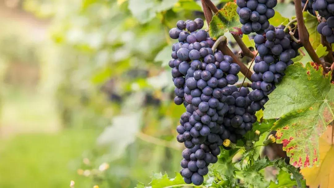 生僻字是抖音什么时候火的,抖音最火生僻字怎么唱