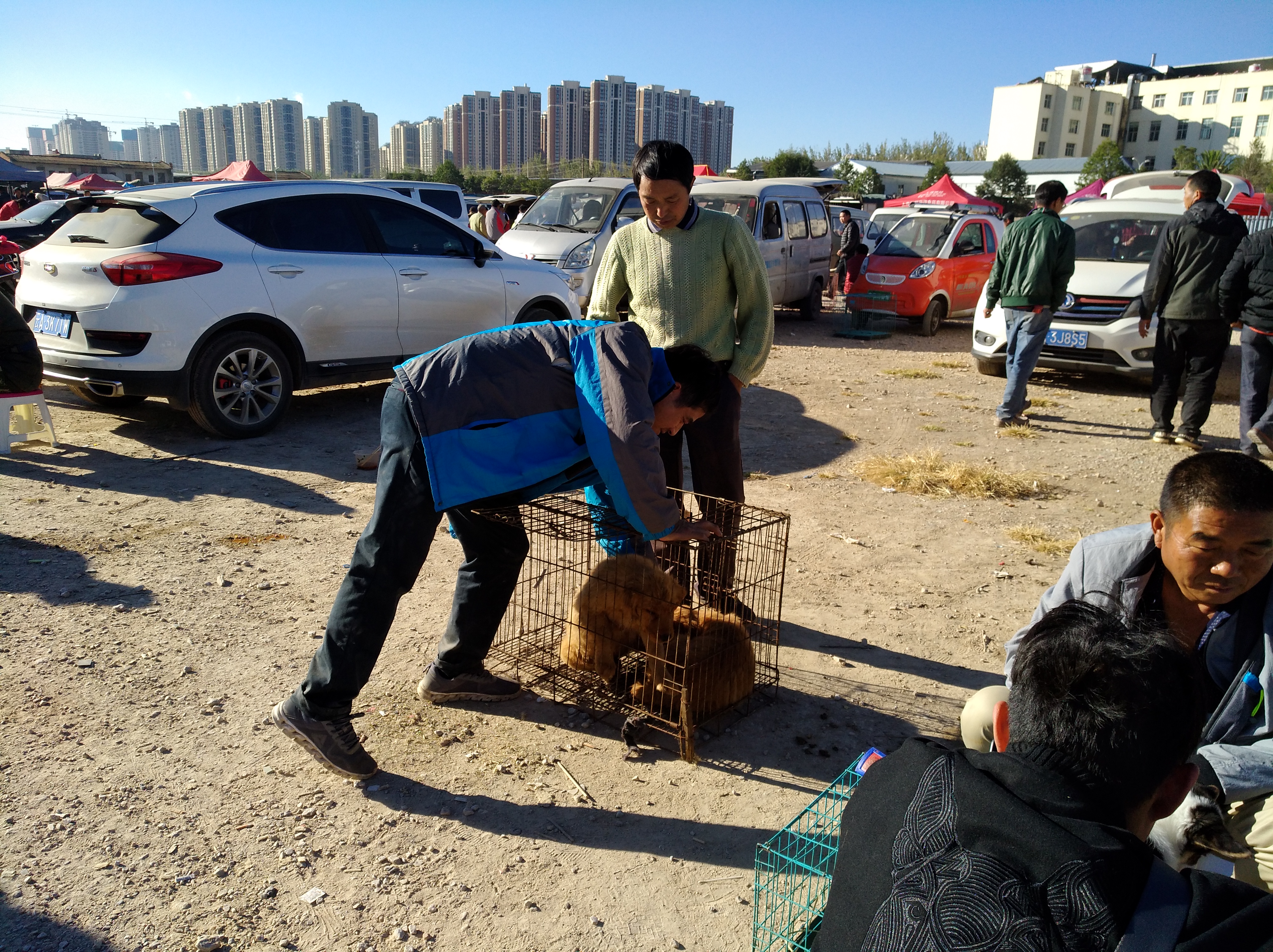 小金毛狗市场300块钱买得到吗,狗市场买只金毛