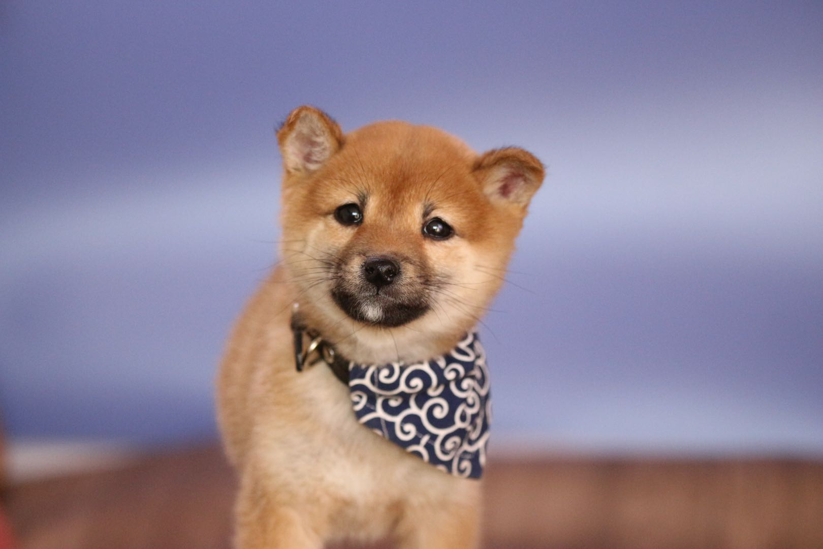 柴犬市场价多少钱最新,柴犬价格表2021价目表