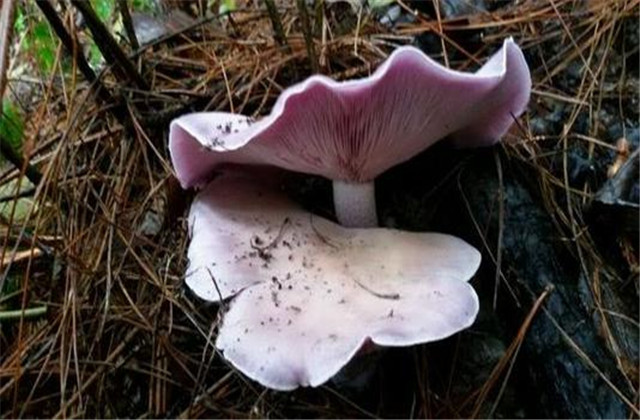 花脸香蘑的做法,野生花脸香蘑吃不完怎么保存