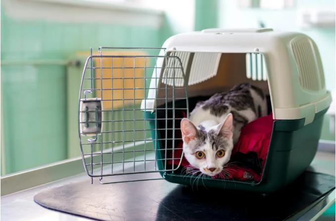 外出携带猫包哪种比较好,带猫出门适合什么样的猫包