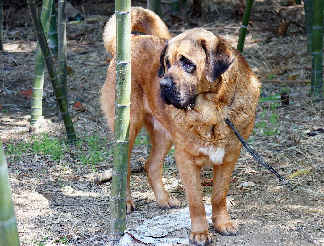 苏联8种最大犬类,世上最大犬