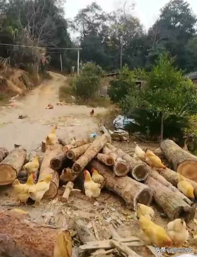 农村致富秘诀5年赚钱7.5亿元,小伙子农村创业发现意外商机