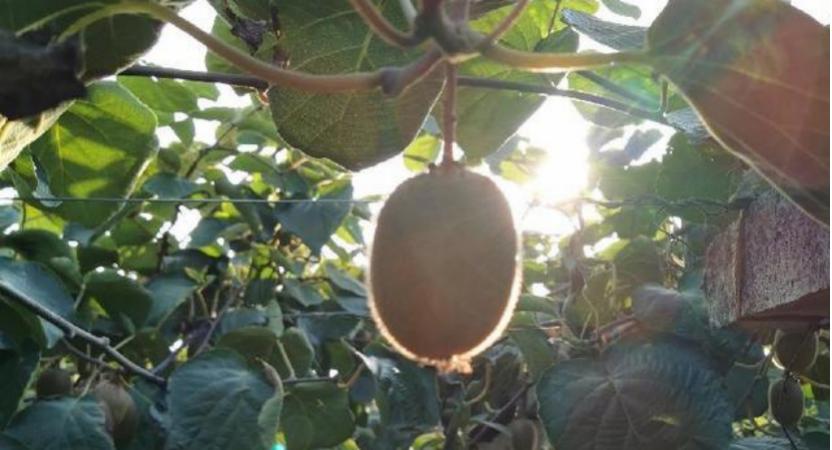 农业人阿甘,中国农业大学阿甘