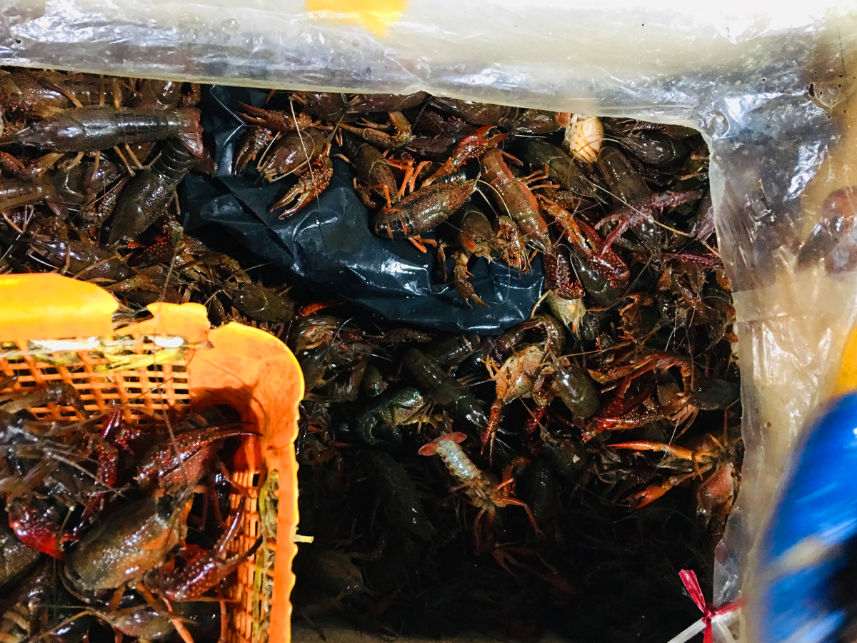 买小龙虾青的好还是红的好,买小龙虾划算还是海虾划算