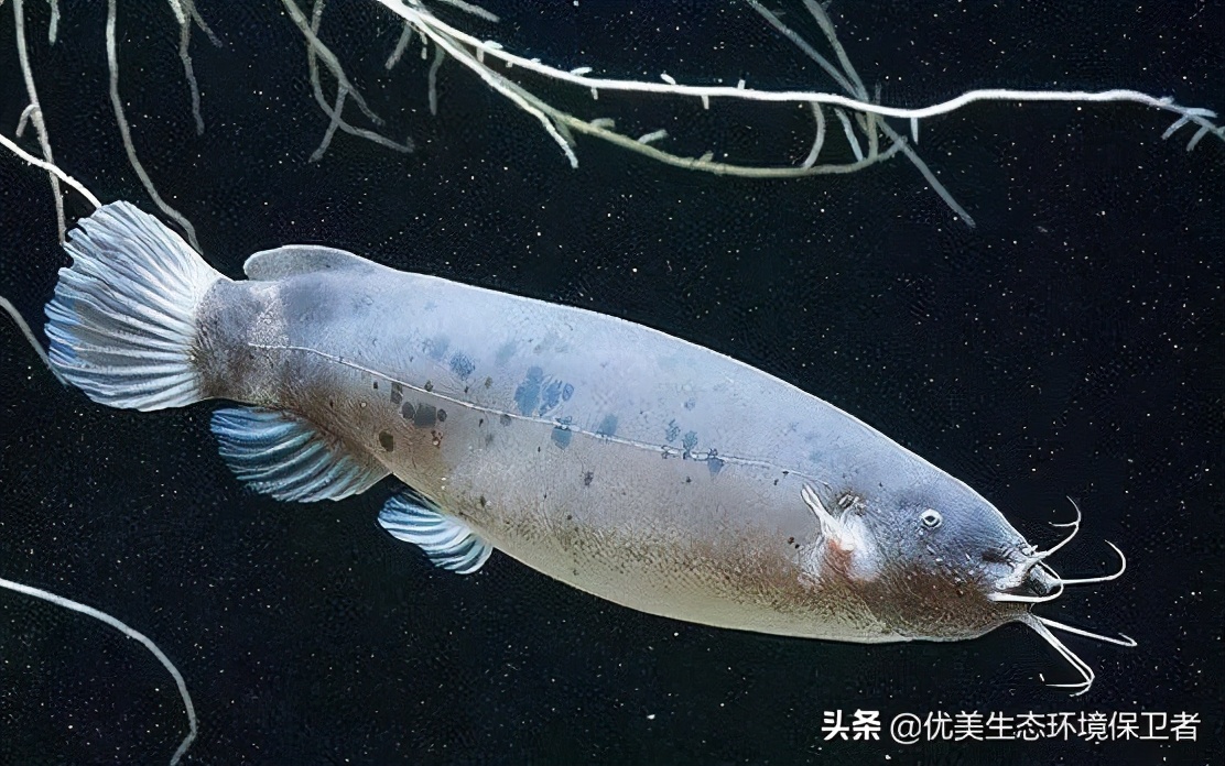 电鳗可以给手机充电吗,用电鳗给手机充电