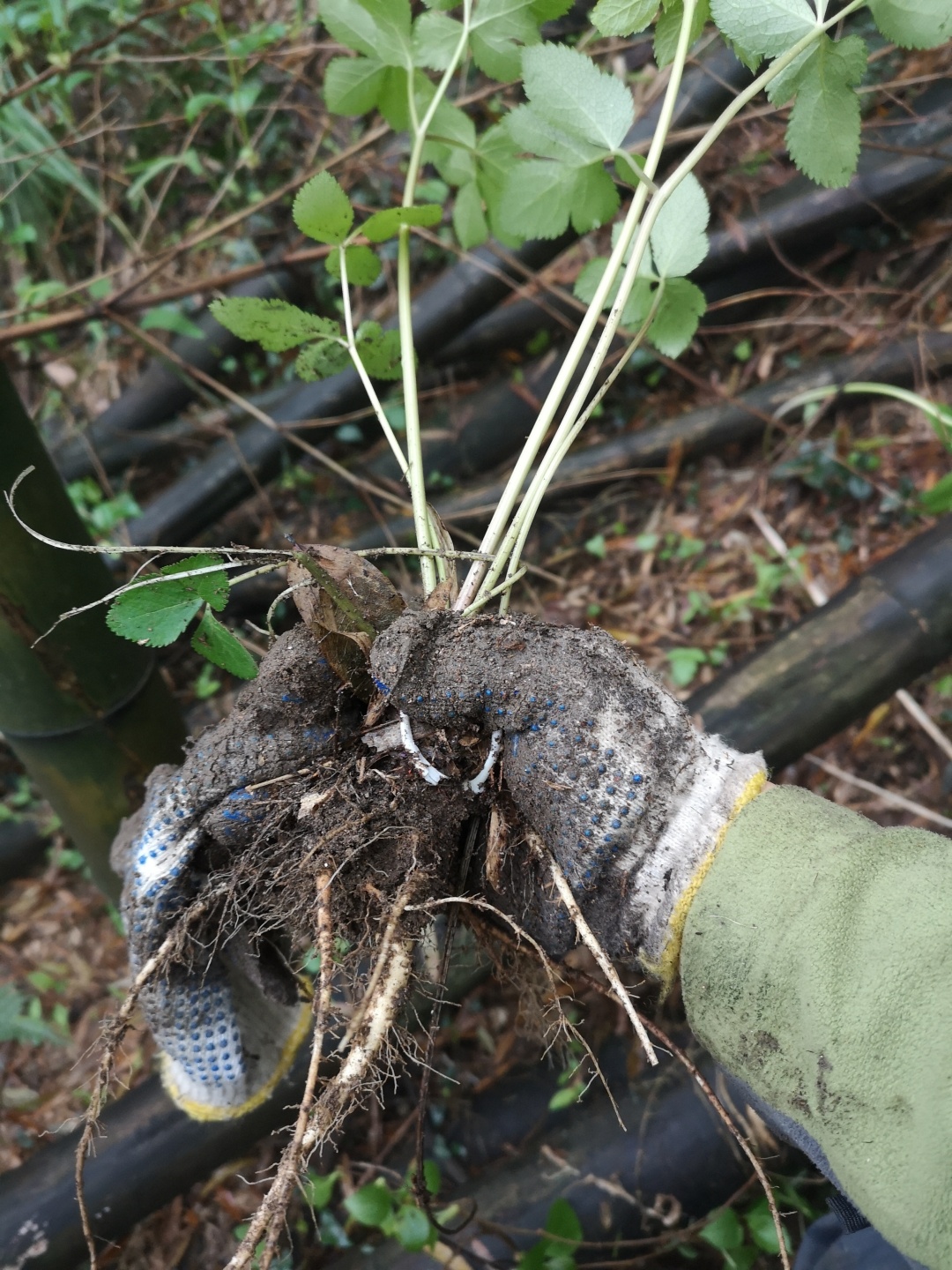 竹林深处探宝——只为了那一棵黄精