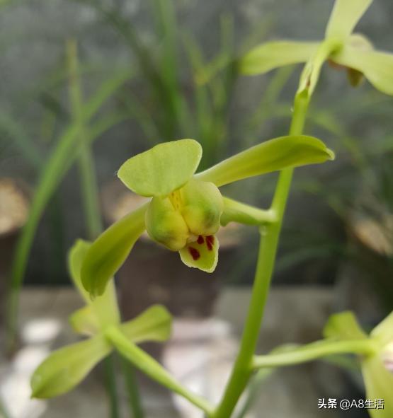 每日一品,蕙兰潘绿梅和庆华区别