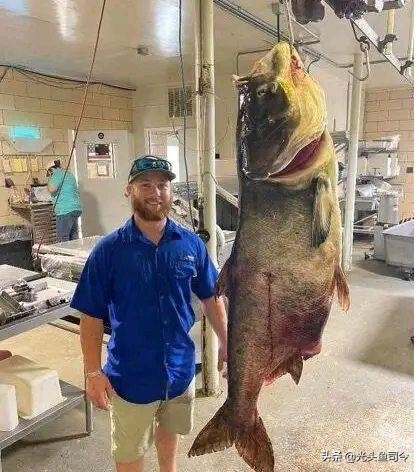 四大家鱼最深能生活在多少米,淡水鱼最大多大