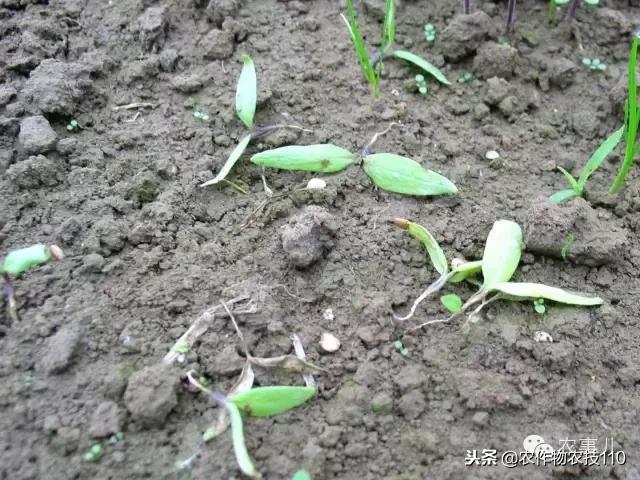 种茄子的六个步骤简短文字,种茄子的基本知识