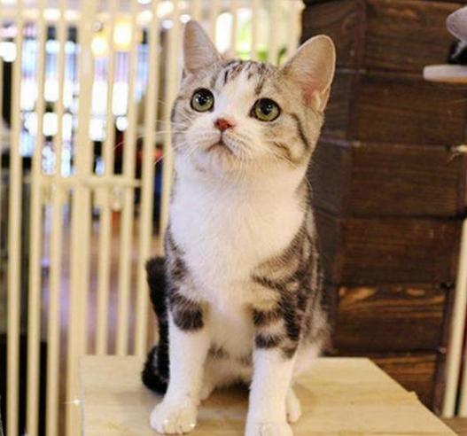 挑选健康猫咪,如何挑选一只粘人又听话的小猫咪