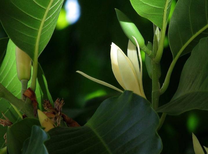 香味跟栀子花一样的花,栀子花与玉兰花哪个更香一些
