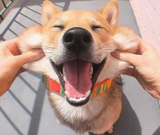 狗狗情绪全解读|狗狗生气、开心的信号？