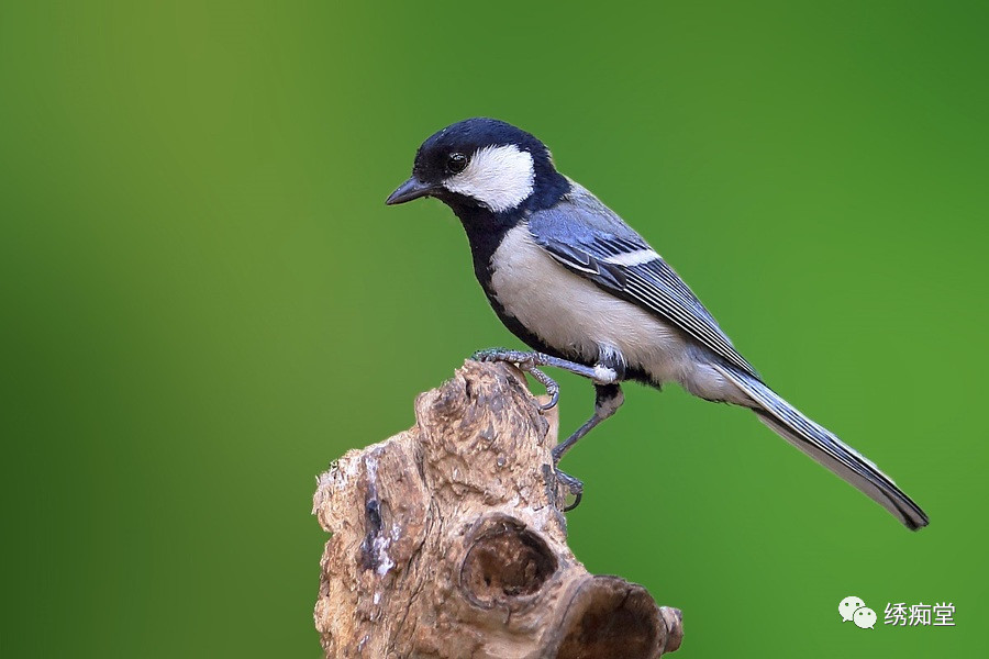 和鸟交谈,怎样和鸟交流沟通