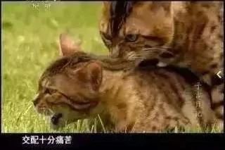 猫割了蛋,猫割了蛋会怎么样