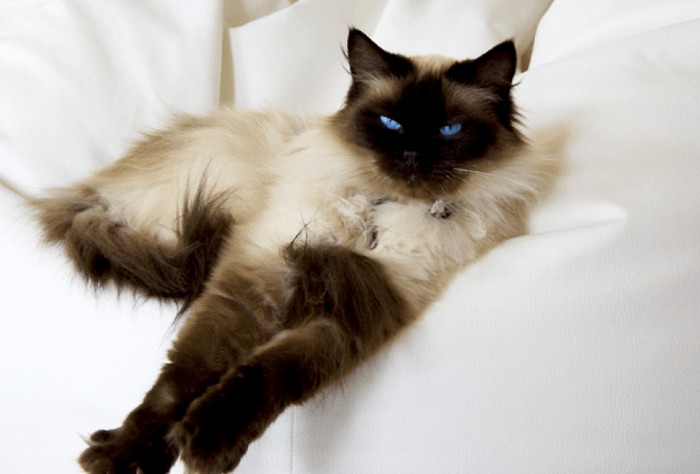 世界上最昂贵的猫,世界上最昂贵的十个猫品种