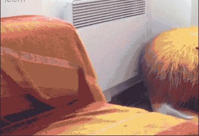 狸花猫在国外真的很少见吗,一只狸花猫的价格