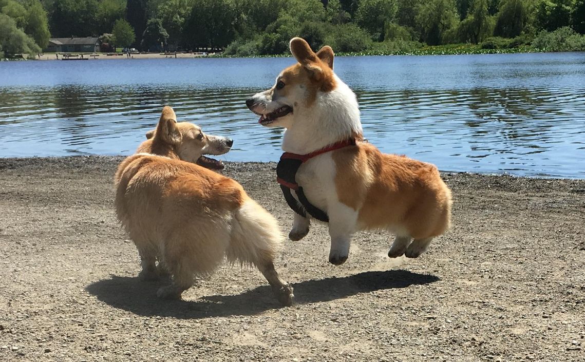 怎样才能养成一只成熟的柯基,准备养柯基的你真的准备好了吗