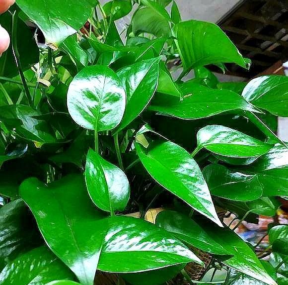 绿萝叶子发干快速补救方法,绿萝干叶的原因和解决方法