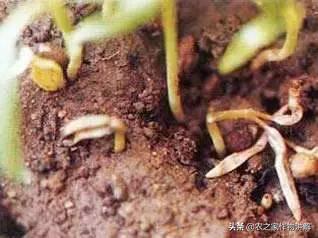 有图有真相史上最全芹菜病害,空心菜病虫害图谱手册