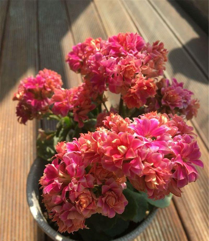 养花也要一种好心态才能养好花,人养花花养人6种花越养越健康