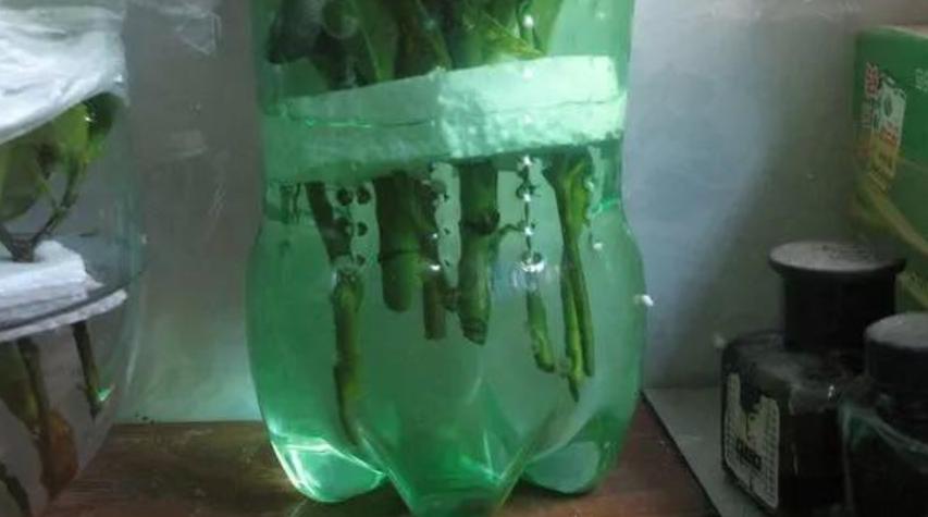 缁胯悵鏋濆彾鏀炬按閲屽涔呰兘鐢熸牴,缁胯悵鏋濆彾鏀惧湪姘撮噷澶氫箙鐢熸牴