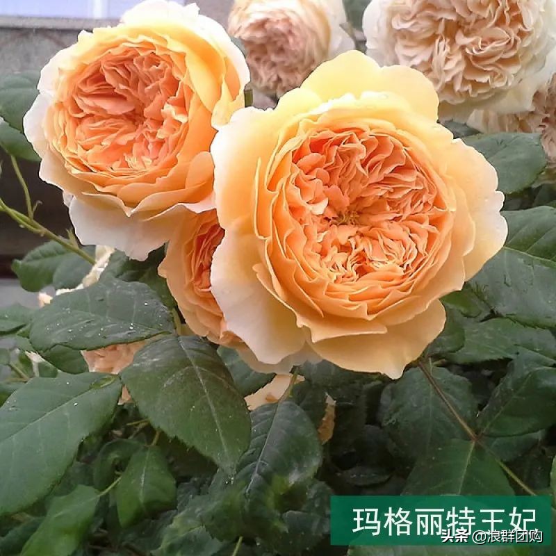 月季哪些品种大花又香,月季哪些品种花期长耐阴耐寒耐旱