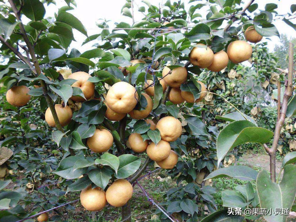 梨小食心虫蛀果过程,危害梨果实的害虫