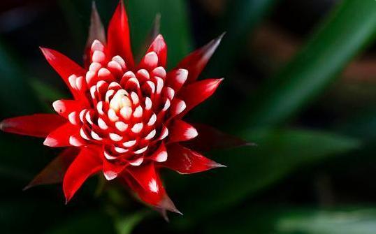 鸿运当头叶子干枯什么原因,鸿运当头叶子干枯怎么回事