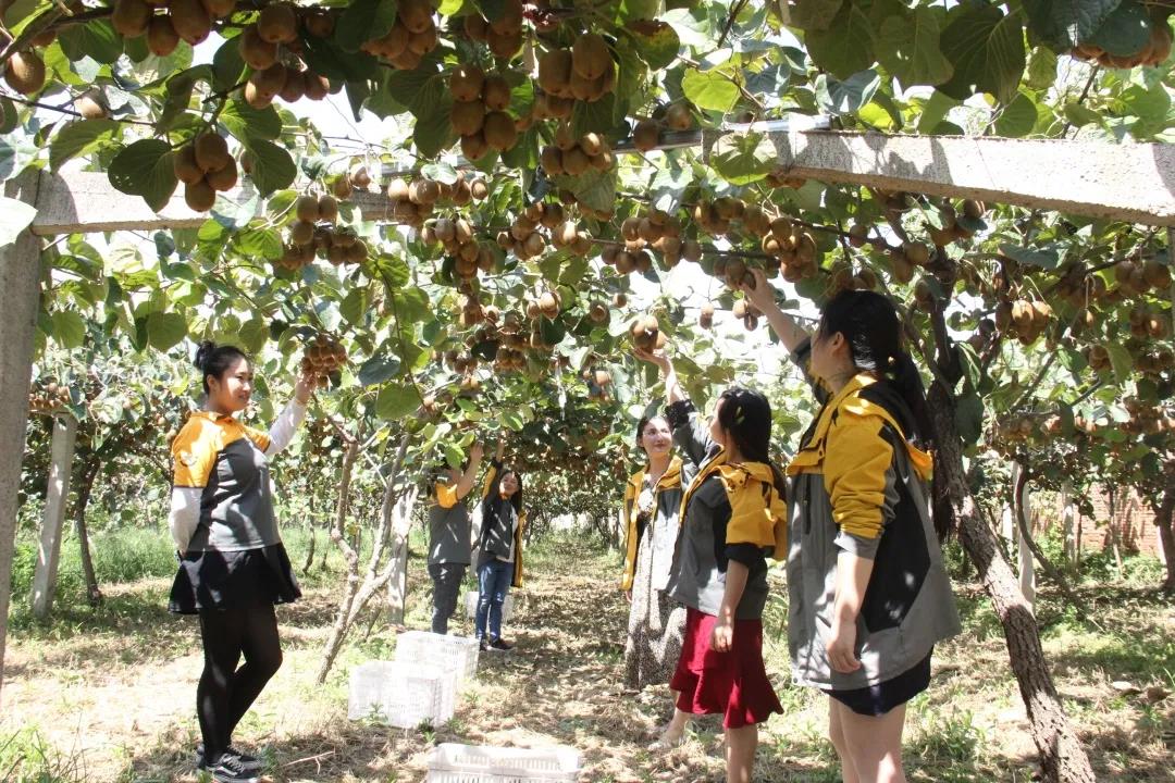 原产地直发打通绿色通道，韵达快递助力眉县猕猴桃走出去