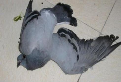 赛鸽沙门氏菌治疗方法,沙门氏菌赛鸽