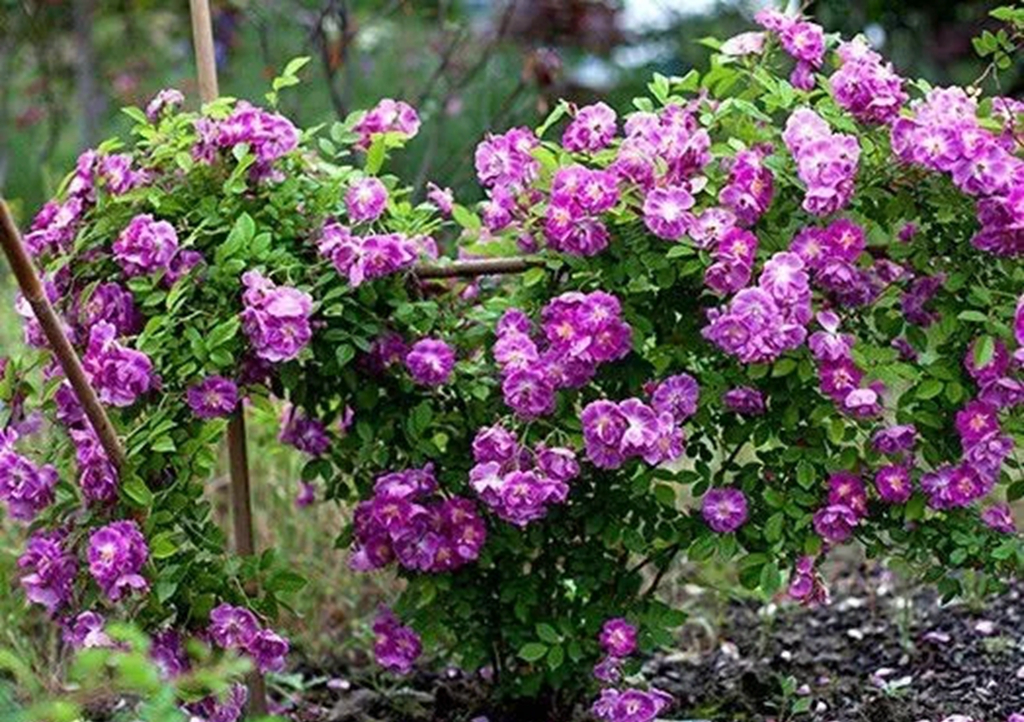 100种月季品种大全集,适合地栽的蓝紫色月季有哪些